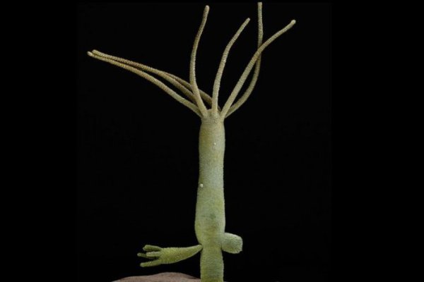 Kraken дарк магазин